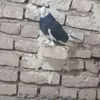 کبوتر جوجه هما|پرنده|مرند, |دیوار