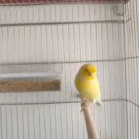 انواع قناری در رنگ ها و نژاد های مختلف بخون و عالی|پرنده|خورموج, |دیوار