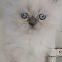 بچه گربه پرشین