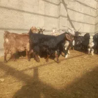 تعداد ۱۱راس بز وبزقاله فروشی