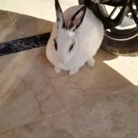 یک عدد خرگوش|موش و خرگوش|شاهین‌شهر, فیض|دیوار