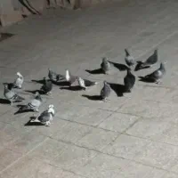 کبوتر نر و ماده