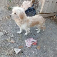 یک عددسگ پاکوتاه ماده شیطون وبانمک وباهوش|سگ|خمین, |دیوار