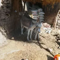 اگهی|حیوانات مزرعه|ویسیان, |دیوار