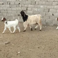 بز‌ بزغاله دار شیرا خوشگل