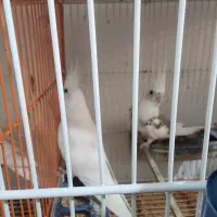 عروس هلندی البینیو|پرنده|گرگان, |دیوار