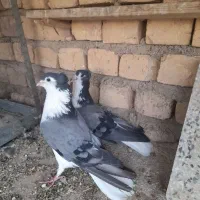 دمگیر کاکل بدرنگ
