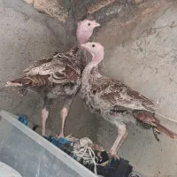 بوقلمون جفت(نروماده)