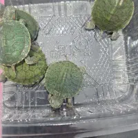 حلزون سبز خارجی گوش قرمز