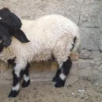 میش لتکی و بره|حیوانات مزرعه|سیب و سوران, |دیوار