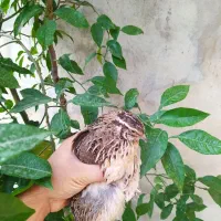 بلدرچین تخم گذار