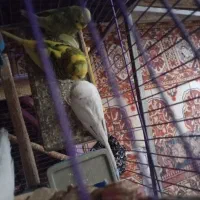 مرغ عشق رنگ خاص ۱۲رنگ|پرنده|بهارستان, |دیوار