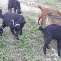 کهره نر سرحال