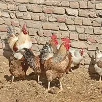 خروس چاق وسرحال|حیوانات مزرعه|تربت‌حیدریه, بازار|دیوار