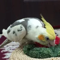 عروس هلندی گم شده