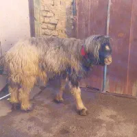 فروش قوچ درجه یک خوش رنگ میش رون