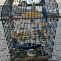 مرغ عشق|پرنده|مشکیندشت, |دیوار