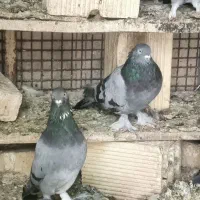 فروش کبوتر