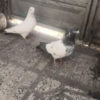 کبوتر باشی سپه نرو قره گویروخ مایا