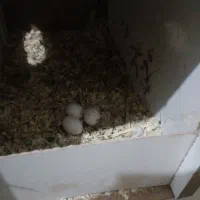 عروس هلندی|پرنده|مسجد سلیمان, |دیوار