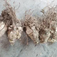 پیاز گل مریم در ۲ رنگ|گل و گیاه طبیعی|کرج, دهقان ویلا|دیوار