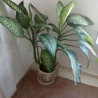 گل دیفن باخیا