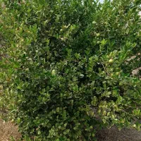 چرام-زمین-باغ-شمسوا-9-هزار-متر-500-میلیون