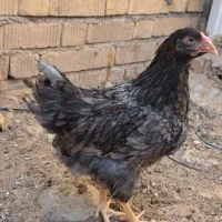 جوجه ایام .بلو.اورنج.جی اس جی .برهما و اراکانا|حیوانات مزرعه|شیراز, شهرک کوشکک|دیوار