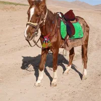 مادیون خود یورقه|اسب و تجهیزات اسبسواری|قوچان, |دیوار