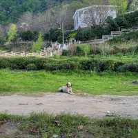 فروش-خانه-ویلایی-300-متری-2-خوابه-در-لیالستان