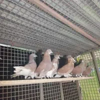 کفتر پرش سنگین