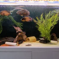 اسکار مسی و اسکار سوپر باله