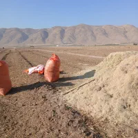 کاه لوبیاچیتی|لوازم جانبی حیوانات|خانمیرزا, |دیوار