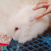 بچه خرگوش لوپ سفید چشم قرمز|موش و خرگوش|کرمان, |دیوار