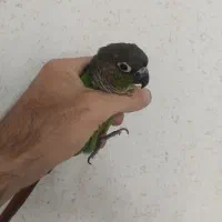 طوطی گرینچیک