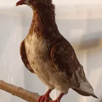 کبوتر  کاکلی