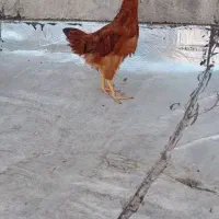 نوچه مرغ خروس