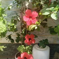 درختچه گل ختمی