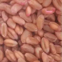 فروش بذر گندم ابی ، رقم حیدری