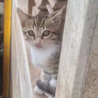 واگذاری گربه رایگان