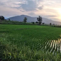 فروش-زمین-کشاورزی