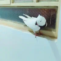 دوعدد کبوتر پرشی ناشی|پرنده|خرم‌آباد, |دیوار