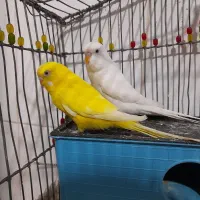 مرغ عشق چشم شرابی فنچ نرگسی نر وماده  ارسال دارم