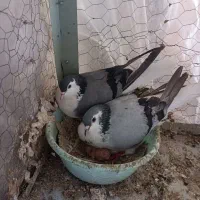 کفتر طاقی