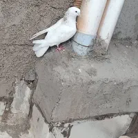 کبوتر