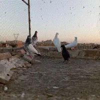 کفتر گرفتنی|پرنده|قم, علی آباد سعدگان|دیوار