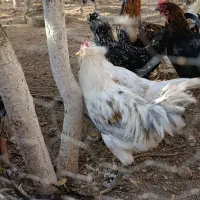 خروس|حیوانات مزرعه|قزوین, |دیوار