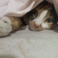 واگذاری فوری|گربه|اصفهان, آهنگران|دیوار