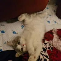 واگذاری گربه|گربه|ساری, |دیوار