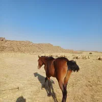 فقط زنگ پیام جواب گو نیستم